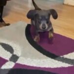 Dachshunds blue tan black tan girls boy