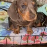 Dachshunds blu black