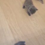 British shorthair kittens GCCF