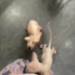 READY NOW beautiful sphynx kittens 4 available 2 boys 2 girls