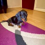 Dachshunds black tan girl ????❤️