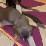 Dachshunds blue tan and black tan