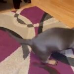Dachshunds blue tan girl black tan girl 1 blue boy