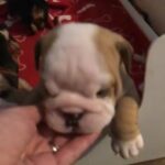 stunning bulldog puppies