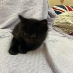 black and white kittens