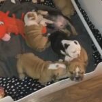 gorgeous chunky bulldog puppies