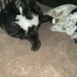 f1 cockapoo