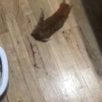 ginger tabby kitten