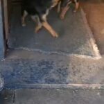 German shepherd puppies for sale