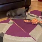 Dachshunds blue and black tan
