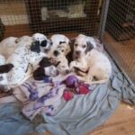 dalmation /springer spaniel