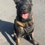 Trained Malinois puppy