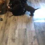 cockapoo puppy’s