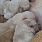 Fox Red Labrador Puppies