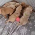 labrador puppies