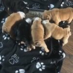 beautiful chunky bulldog puppies