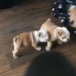 beautiful chunky bulldog puppies