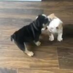 beautiful chunky bulldog puppies