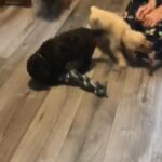 cockapoo puppy’s