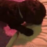 cockapoo puppy’s