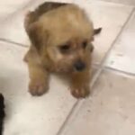 Play the puppy ready to leave