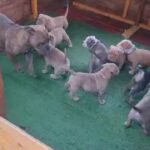 Olde English Bulldog puppies
