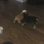 beautiful chunky bulldog puppies