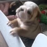 beautiful chunky bulldog puppies
