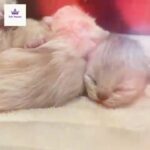 Pedigree Persian Kittens