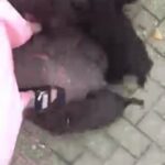 cockapoo puppy’s