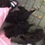 cockapoo puppy’s