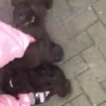 cockapoo puppy’s