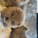 chow chow