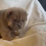 chow chow