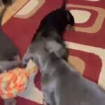 Dachshunds blue tan black tan