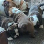 oldtyne/English bulldogs