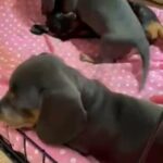 Dachshunds blu tan and black tan