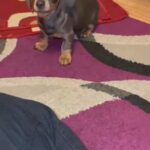 dachshunds blue boy and black girl still