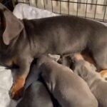 dachshunds blue and black