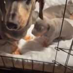 Dachshunds blue and black