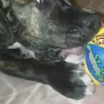 presa canario