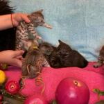 Bengal kittens for sale just 4 kittens