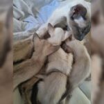 Gorgeous Blue point Siamese boys and girls