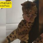 TICA PROVEN health checked large BENGAL STUD