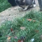 Pomeranian cross Shih Tzu