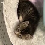 URGENTLY NEEDS HOME elegant beautiful kitten