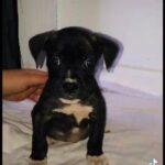 old tyme English bulldog x American bulldog