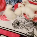 Turkish Angora