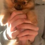 baby girl Pomeranian