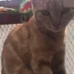 white, Ginger and Tiger cat sale